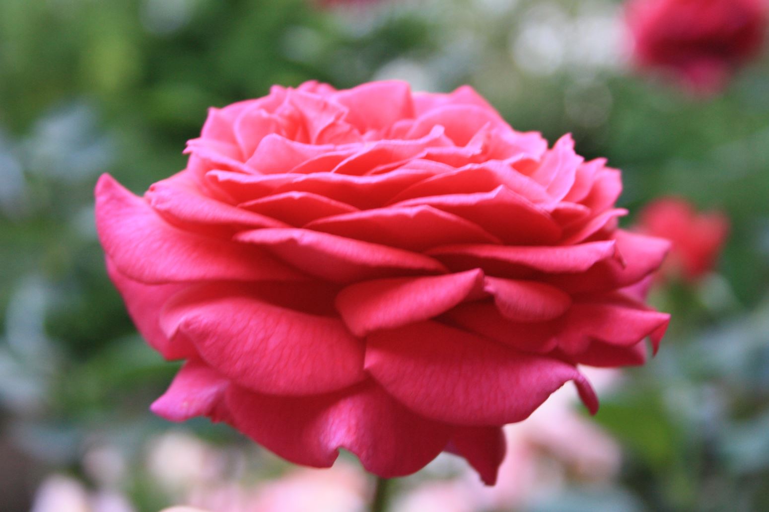 Blumenbeete, Baumarbeiten und Fällarbeiten egal was rufen Sie uns an. Hier sehen Sie eine Blume aus unserem Mustergarten in Augsburgen, Mering oder Fürstenfeldbruck. Die Firma Gartenwicht ist Ihr Partner rund um das Thema Garten und Landschaftsbau